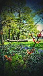 Low angle view of ivy growing on tree