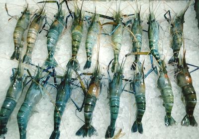Close-up of fish for sale in market