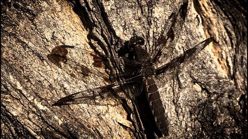 Close-up of dragonfly on tree trunk