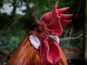 Close-up of rooster