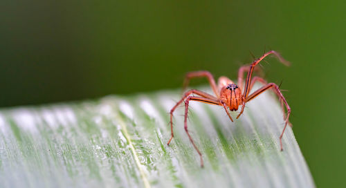 Close-up of spider