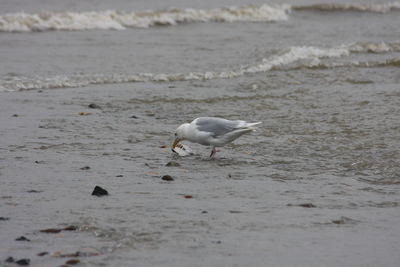 Seagulls on beach