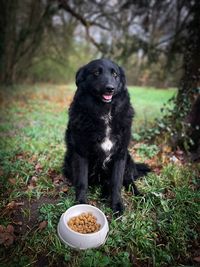 Portrait of happy black dog sitting on the grass in the park next to a bowl filled with dog kibbles