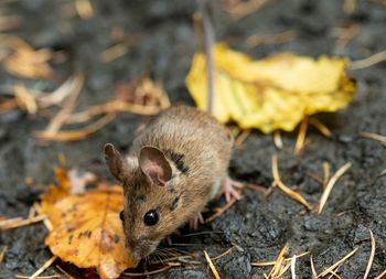 High angle view of a mouse