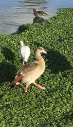 High angle view of birds in lake