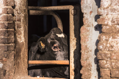 Cow in shed seen through window