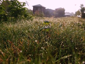 Close-up of plants growing on grassy field