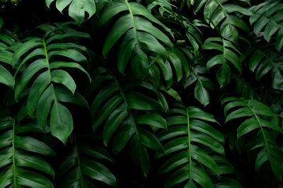 Close-up of green leaves