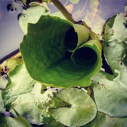 High angle view of succulent plant floating on water