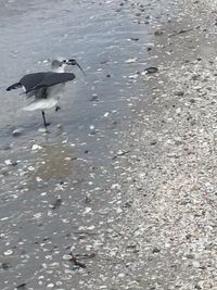 High angle view of seagulls on beach