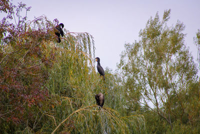 Bird perching on a tree