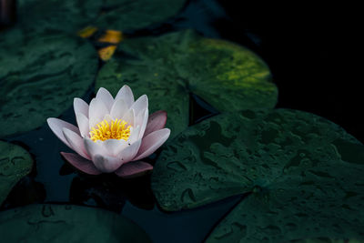 Beautiful water plants floating in the water like lotus in soft natural light.