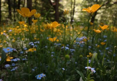 Close-up of yellow flowering plants on field