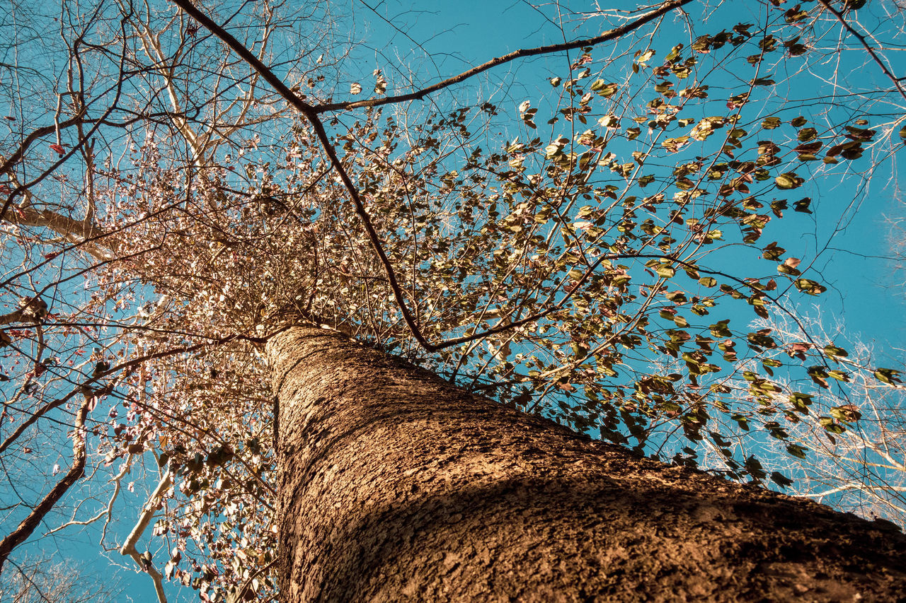 LOW ANGLE VIEW OF CHERRY TREE AGAINST SKY