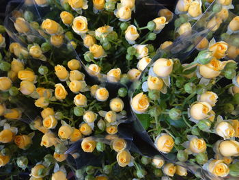 High angle view of rose flowering plants