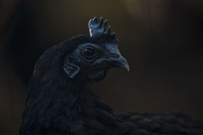 Close-up of hen looking away