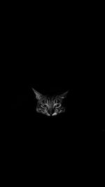 Portrait of cat against black background