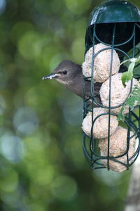 Close-up of bird perching on a feeder