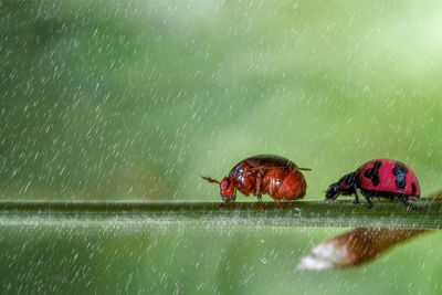 Close-up of insect on wet glass