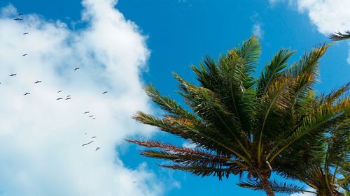 Low angle view of coconut palm tree against sky