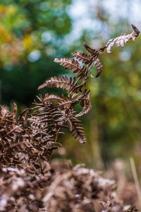 Close-up of dried plant on field