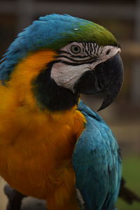 Close-up of a parrot