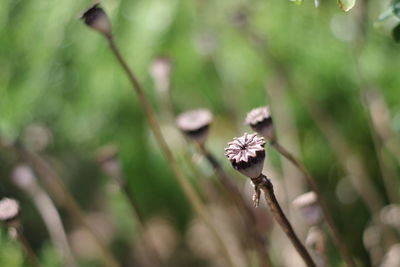 Close-up of wilted flowering plant