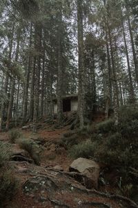 Low angle view of trees in forest