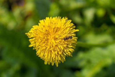 Close-up of bee on yellow flower