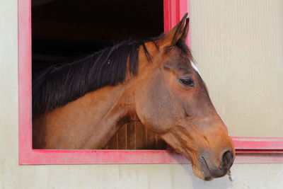 Side view of horse