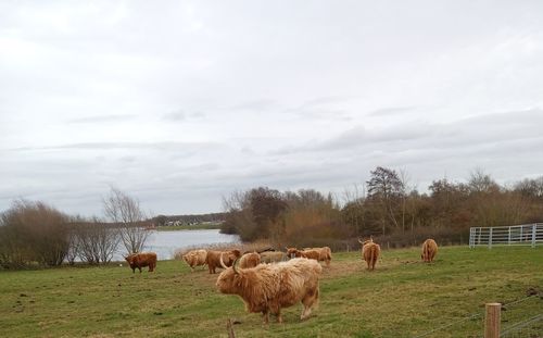 Cattle grazing on field against sky