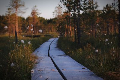 Boardwalk on field