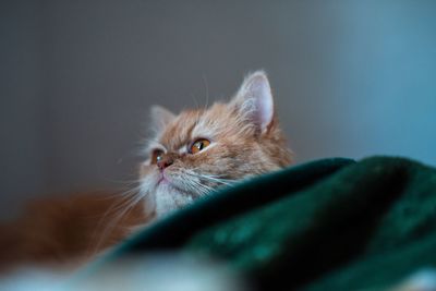 Close-up of a cat looking away