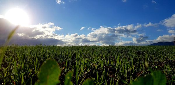 Scenic view of agricultural field against sky