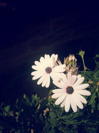 Close-up of white flowers blooming outdoors