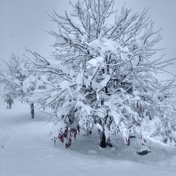 Bare trees on snow covered landscape