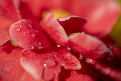 Close-up of raindrops on pink rose