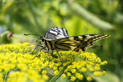 Close-up of butterfly pollinating on yellow flower