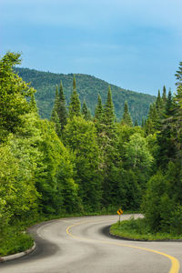 Road passing through forest