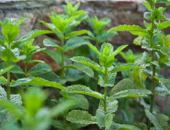 Close-up of plant