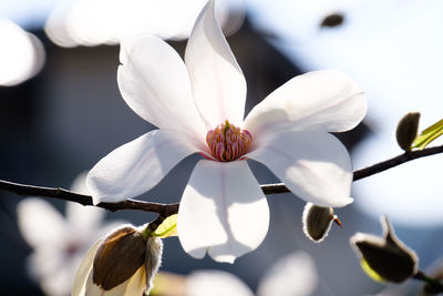 Close-up of white flowering plant