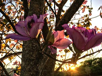 Low angle view of flowers against sky