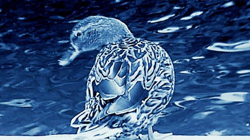 Close-up of duck swimming in water