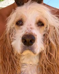 Close-up portrait of a dog