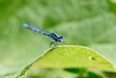 Close-up of insect on leaf