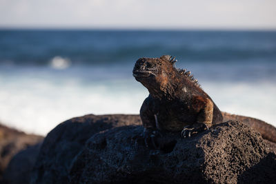 Lizard on rock at beach