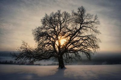 Bare tree on snow covered landscape