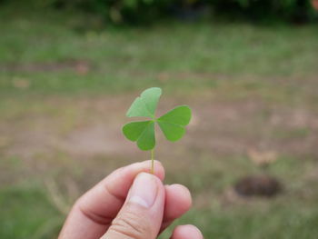 Close-up of hand holding clover on land