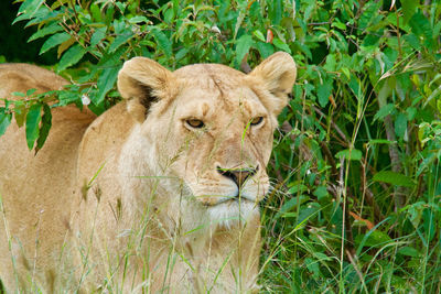 Lioness standing by plants on field