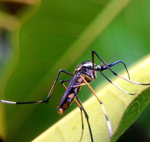 Close-up of insect on leaf